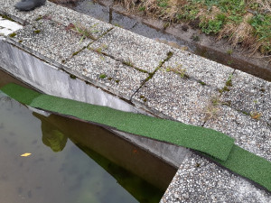 Betonové nádrže a bazény jsou pro zvířata smrtelnou pastí. Zachránit je může obyčejné prkno nebo rampa