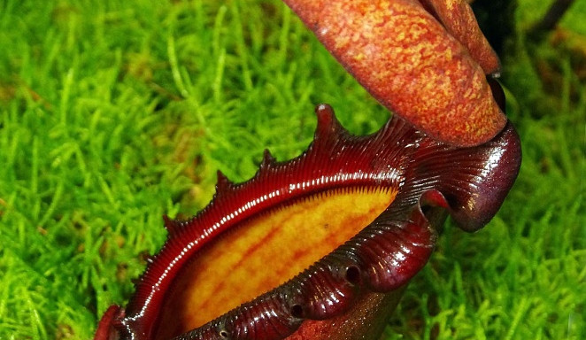 Masožravá láčkovka