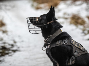 Dobrý služební pes vydá i za tři strážníky, říká psovod Pavel Šmudla