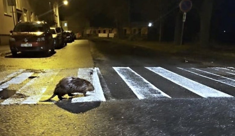 Po České Lípě se procházel bobr. Silnici přešel po přechodu