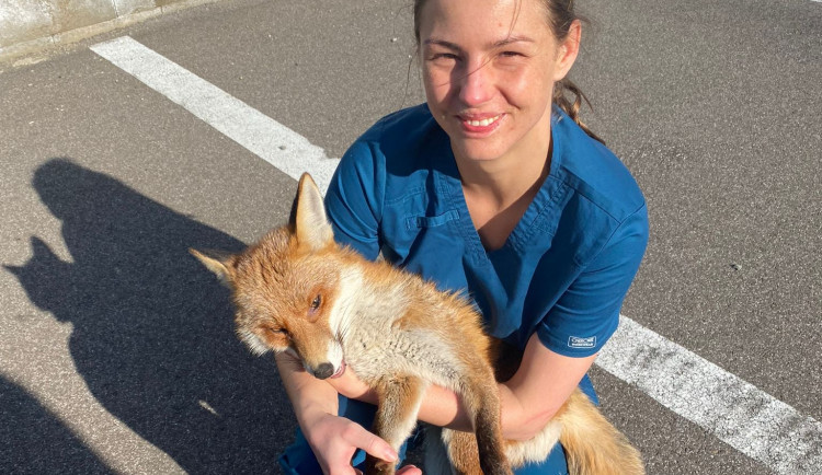 Kolem základní školy v České Lípě se potulovala liška, zřejmě hledala potravu