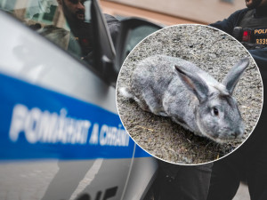 Zlodějka ze zahrady v Machníně ukradla králíka. Vyštěkala ji fenka ovčáka