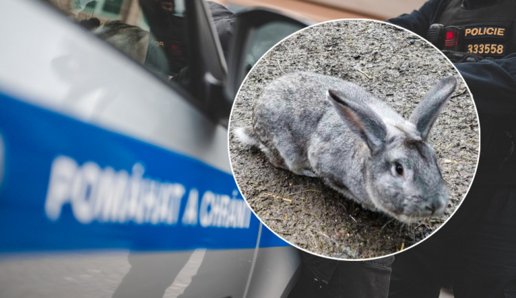 Zlodějka ze zahrady v Machníně ukradla králíka. Vyštěkala ji fenka ovčáka