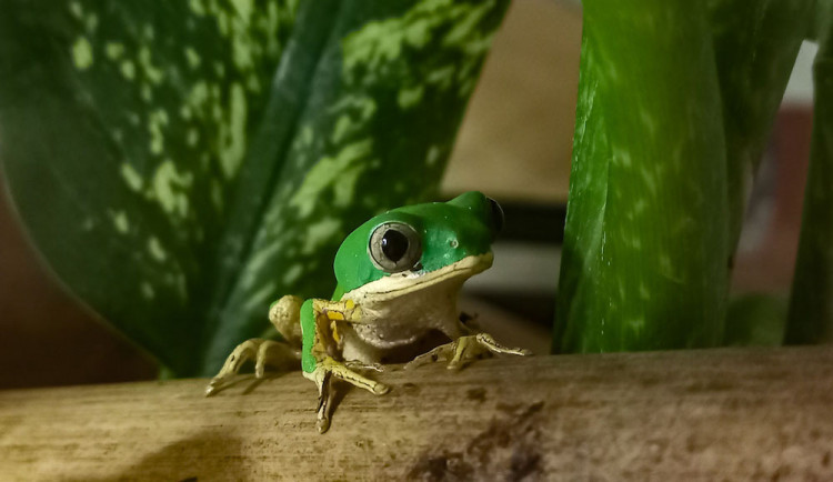 Jediná v Česku, třetí v Evropě. Zoo začala s chovem vzácných žabek listovnic pestrých