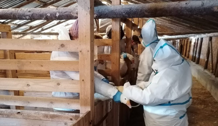 Veterináři v Libereckém kraji loni uložili 157 pokut, více než o rok dříve