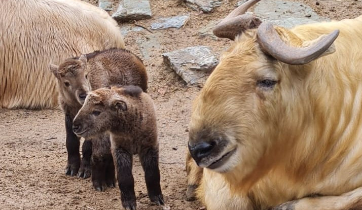 Stádo takinů je během pár dní skoro dvojnásobné. Narodila se čtyři mláďata