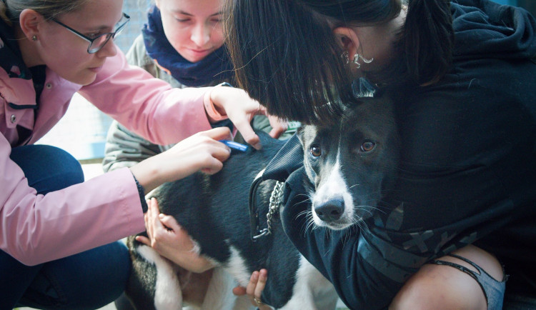 Veterináři bez hranic ČR