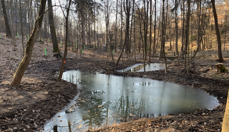 Proměna lesoparku ve Fibichově ulici. Les je prokácený, vznikly zde nové tůně