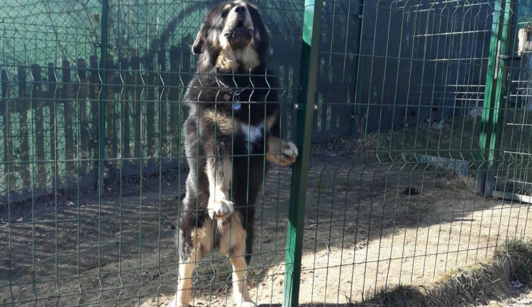 Tibetská doga v Křižanech utekla z pozemku a napadla ženu. Kousala ji po celém těle