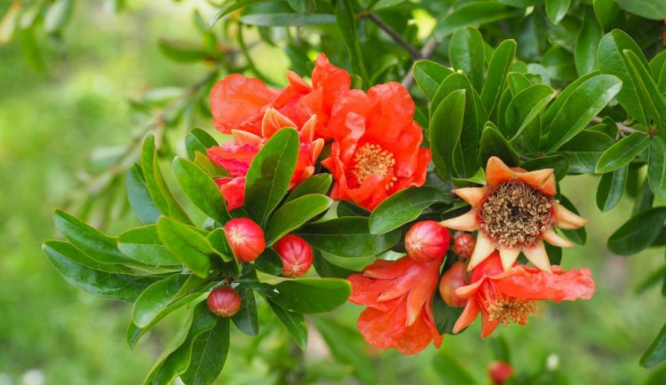 marhaník granátový