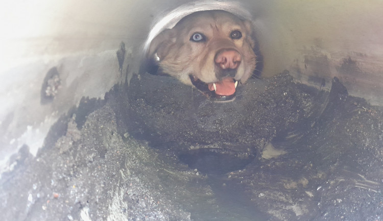 Pes spadl do požární nádrže, nakonec uvízl ve vtokové rouře