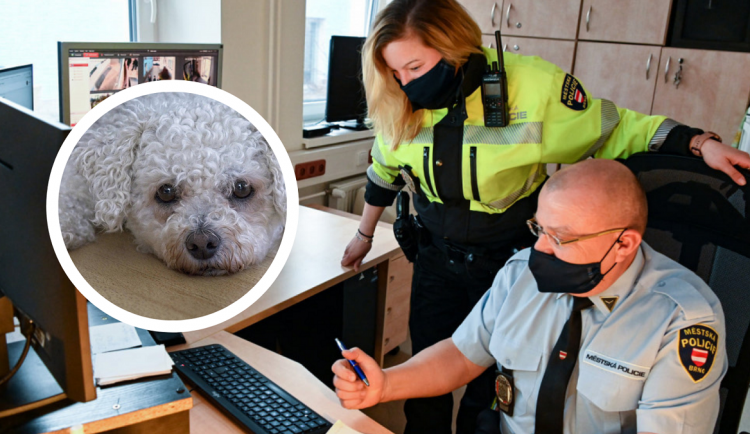 Brno uchvátil chytrý bišonek. Zaběhnutý psík se přišel ohlásit na ztráty a nálezy