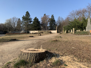 Kácení v Zahradě vzpomínek. Stromy jsou pryč, areál projde obnovou