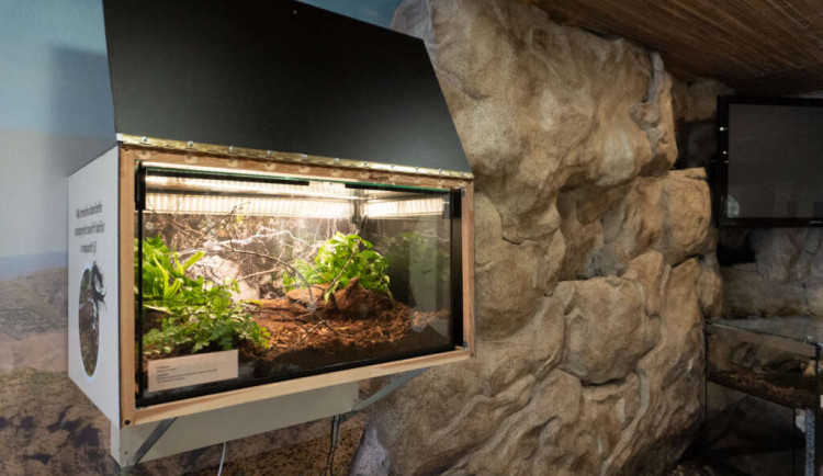 V pavilonu šelem přibylo pět terárií s novými živočichy.