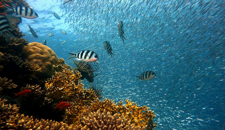 liberecka.drbna.cz-titulka