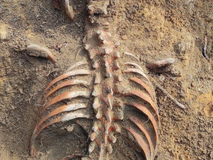 Podle původního nápisu na pomníku by měli být v tomto hrobě pochováni rakouský polní myslivec a husar z pluku Liechtenstein.