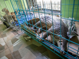 Zabavený luskoun ostrovní