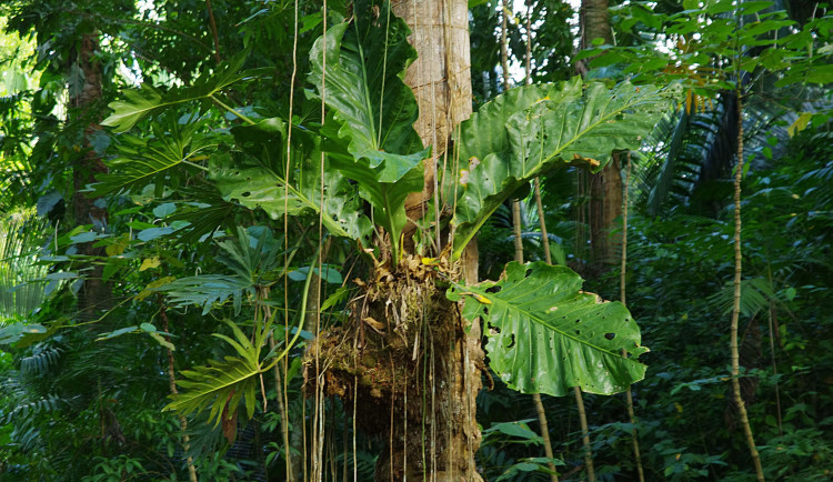 V liberecké botanické zahradě je nově k vidění největší druh toulitky. Listy mohou měřit až dva metry