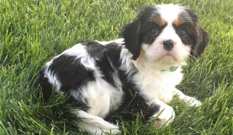 Jedno z nabízených štěňat