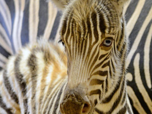 Modrooký hřebeček. Foto: Jitka Ambrožová