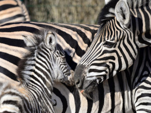 Zebry Chapmanovy. Foto: Jitka Ambrožová