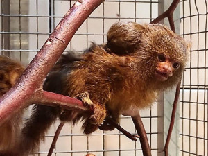 Kosman zakrslý. Foto: Soňa Drápalíková