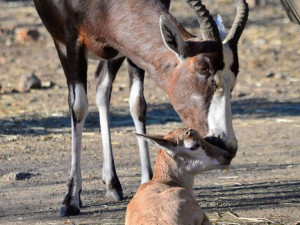 Buvolci běločelí. Foto: Jitka Ambrožová
