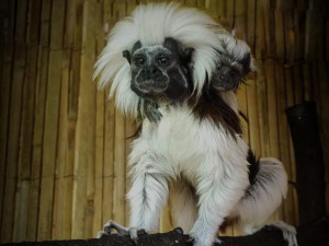 Tamarín pinčí. Foto: Soňa Drápalíková