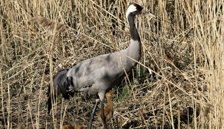 Letošní mláďata jeřábů se vylíhla nejdříve za poslední desítky let. Pozorovali je na Českolipsku