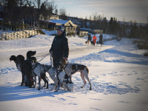 Pes je hlavně parťák, říká hasič a kynolog Václav Vančura. Letos přivezl bronz z mistrovství světa v mushingu