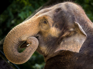 Zvířata v liberecké zoo se dočkají většího prostoru, návštěvníci nových druhů. Jaké změny se chystají?
