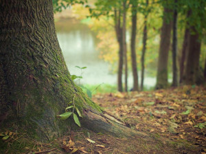 Liberecké lesy letos obohatí desítky tisíc stromů. Cílem je zvýšení biodiverzity