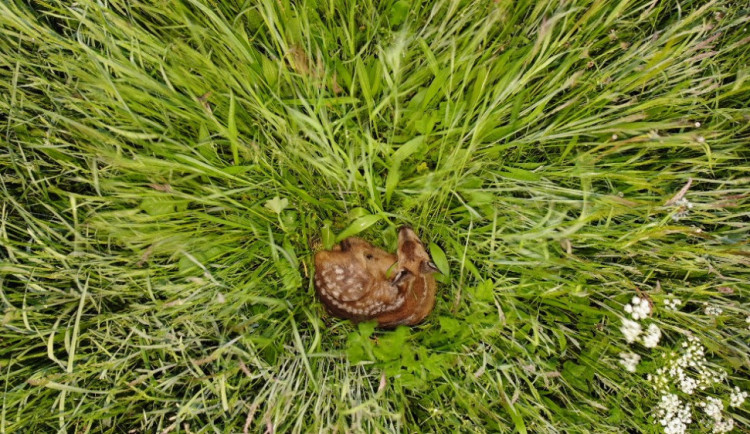 Každý rok zemře při sečích na loukách až 60 tisíc srnčat, zachraňují je dobrovolníci i dronaři s termokamerou