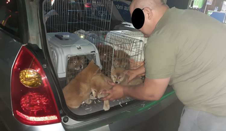 Cizinec u Brna měl auto plné pašovaných štěňat