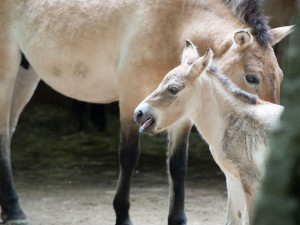 V liberecké zoo se narodila mláďata ohrožených kopytníků. Hříbě, žirafu i soba můžete spatřit ve výbězích