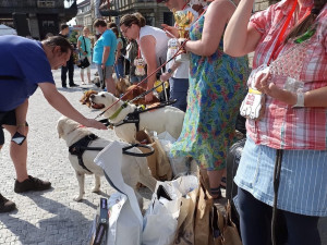 Orientace v prostoru i poslušnost. Vodící psi soutěžili před radnicí
