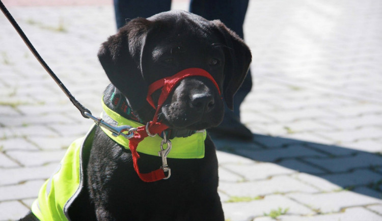 Výchova budoucích asistenčních psů musí být hra, která je bude bavit, říká zkušená dobrovolnice