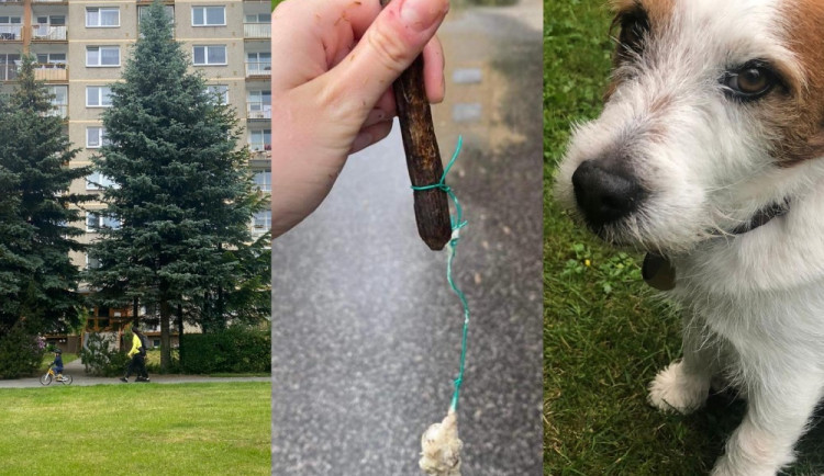 Nebezpečná návnada u jablonecké přehrady. Psa málem zabila