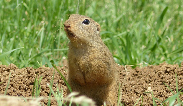 Výskyt sysla i stepní trávníky. Jižní Morava bude mít nové přírodní památky