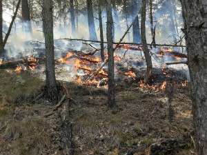 Oheň v lese u Hamru na jezeře se znovu rozhořel. Hasiči použili drony na lokalizaci ohnisek