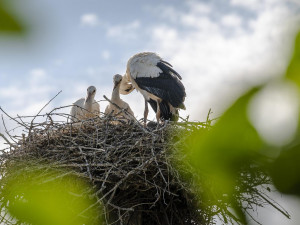 Čápi obsadili ve Cvikově nové hnízdo a mají tři mláďata. Staré hnízdo muselo město letos zlikvidovat