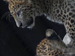 V zoo se po patnácti letech narodila mláďata levhartů. Návštěvníci už je mohou vidět ve výběhu