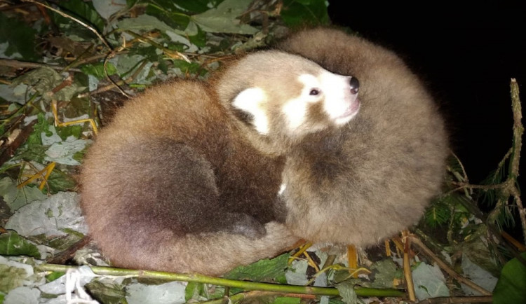V zoo se narodila mláďata ohrožené pandy červené. Veřejnosti se ještě neukázala