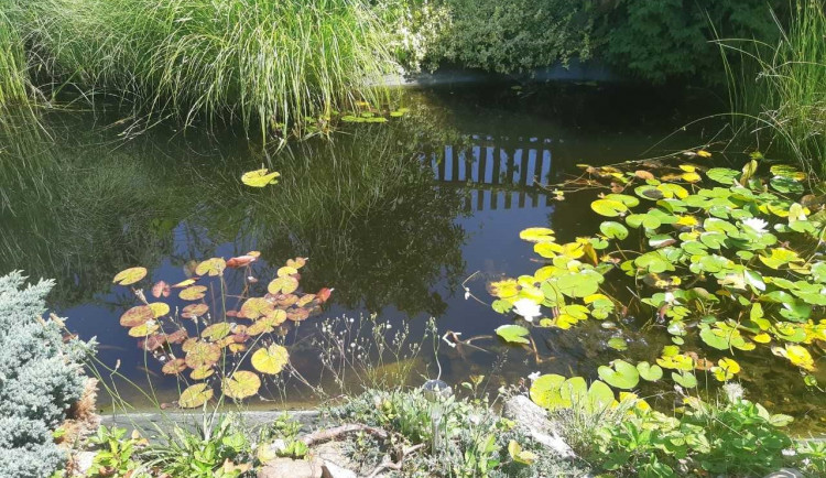 Zloděj na Českolipsku ukradl ze soukromého jezírka japonské Koi kapry. Pátrá po něm policie