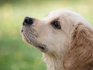 Psi zřejmě instinktivně poznají, zda jsou k nim lidé laskaví, tvrdí studie