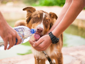 Zvířata musí mít při vedrech přístup k vodě, apelují ochránci