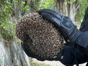 Českolipští strážníci osvobodili ježka z odpadkového koše. Zřejmě ho tam někdo hodil