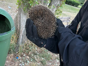 Českolipští strážníci osvobodili ježka z odpadkového koše. Zřejmě ho tam někdo hodil
