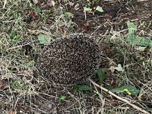 Českolipští strážníci osvobodili ježka z odpadkového koše. Zřejmě ho tam někdo hodil