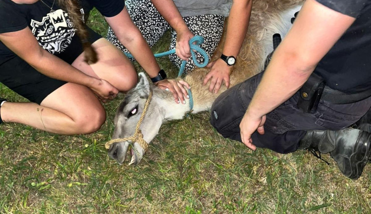 Lama utekla z výběhu a běhala po okolí. Policisté ji odchytili až po několika hodinách